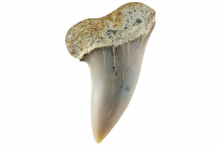 Fossil Shark Tooth (Carcharodon planus) - Bakersfield, CA #228914